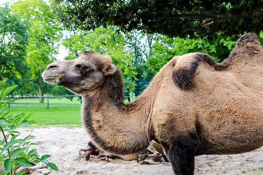 Camel, Arabian Camel, Animal, Dromedary, Desert Animal, Mammal, Wildlife, Wilhelma Zoo