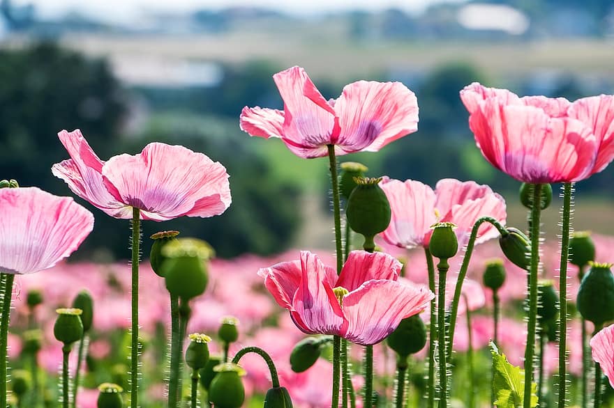 Poppy, Pink, Poppy Flower, Mohngewaechs, Nature, Poppy Field, Flowers