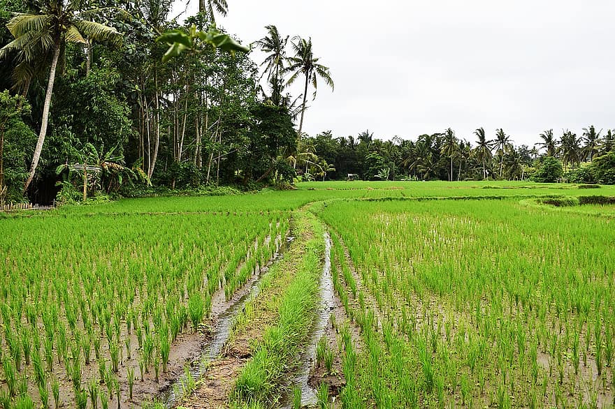 природа, ориз, поле, селско стопанство, ферма, селска сцена, оризов ориз, зелен цвят, трева, растеж, зърнени растения