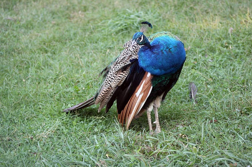 Peacock, Bird, Animal, Peafowl, Male, Plumage, Ornithology, Beak, Nature, feather, multi colored