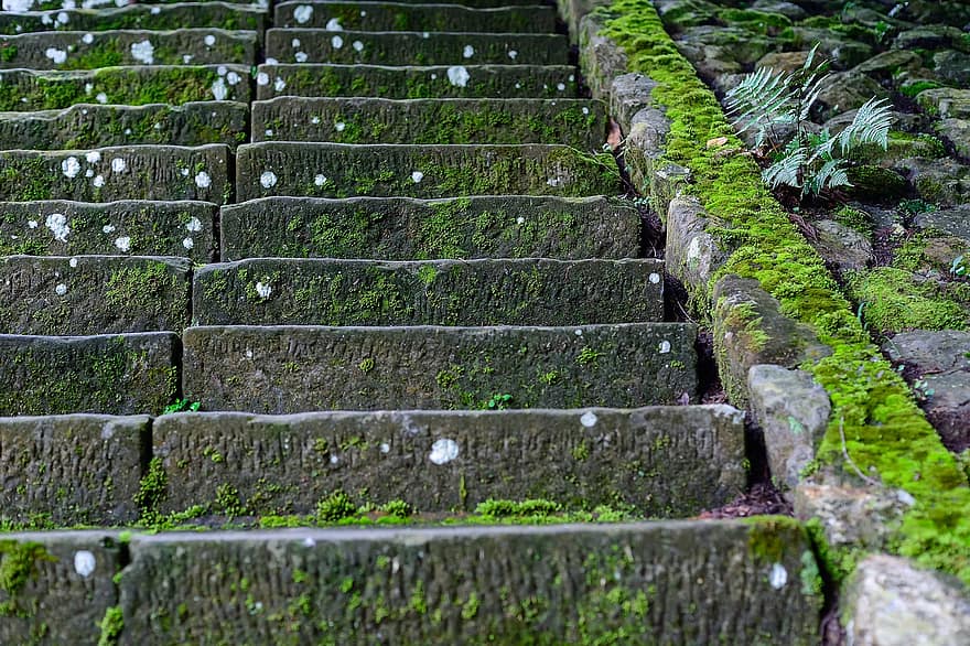 yosun, adımlar, merdivenler, merdiven, taş basamakları, bitkiler