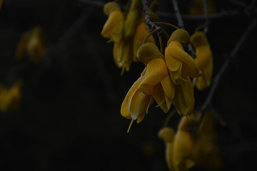 Kowhai, Blossoms, Flower Buds, Yellow Flowers, Flowers, Nature, yellow, close-up, plant, flower, leaf