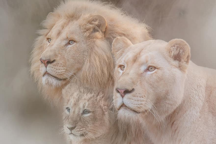 ζώο, λιοντάρι, άγρια ​​ζωή, Γάτα, φύση, οικογένεια, αιλουροειδής, είδος, πανίδα
