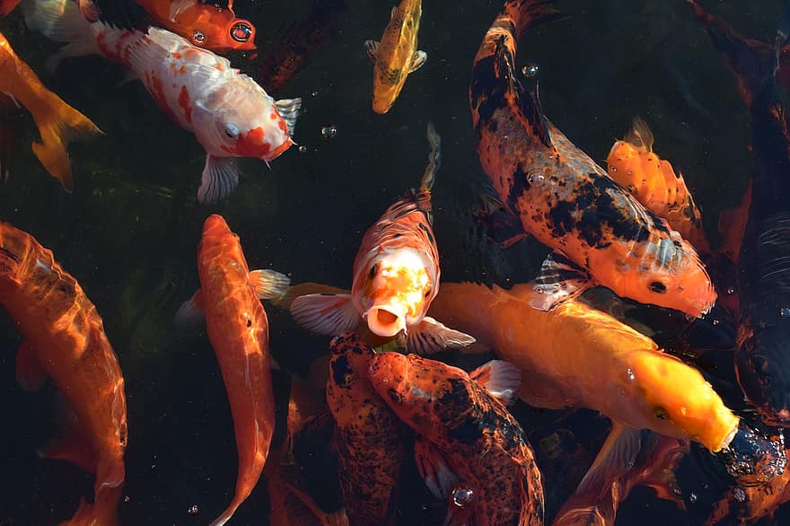 poisson, eau, étang, koi, Japonais, la nature, carpe koi, multi couleur, carpe, couleurs, poisson rouge
