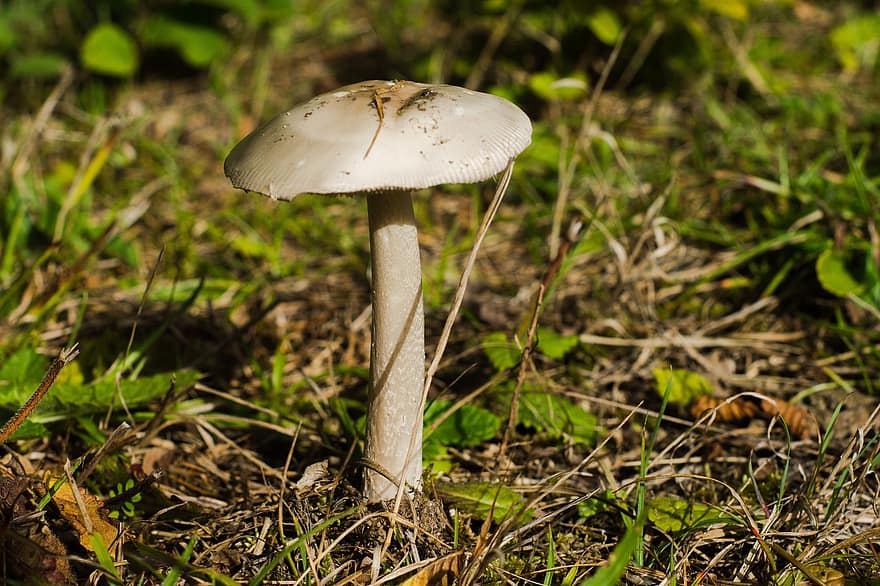 Mushroom, Fungus, Toadstool, Nature, Forest, Mycology