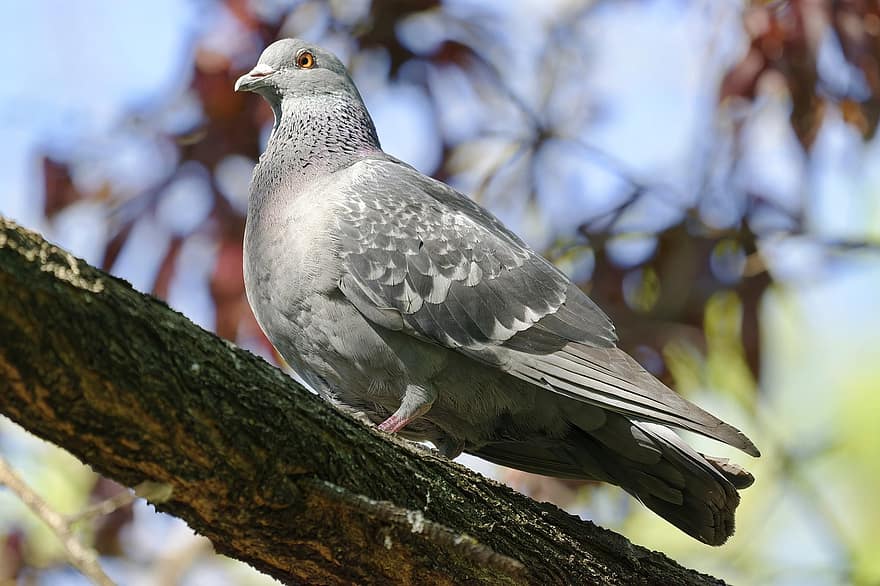 Dove, Bird, Branch, Perched, Pigeon, Animal, Wildlife, Feathers, Plumage, Beak, Tree