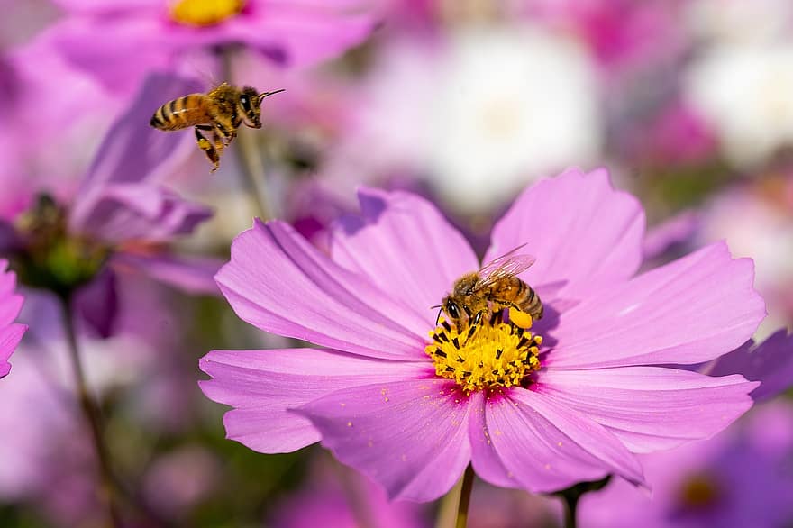 lebah madu, lebah, bunga, kosmos, serangga, penyerbukan, bunga merah muda, berkembang, menanam, alam, makro