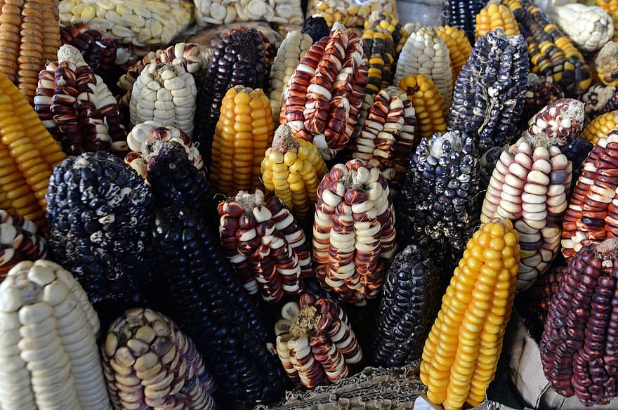 odżywianie, rynek, kukurydza, organiczny, jesień, wielobarwne, warzywo, żółty, dekoracja, jedzenie, rolnictwo