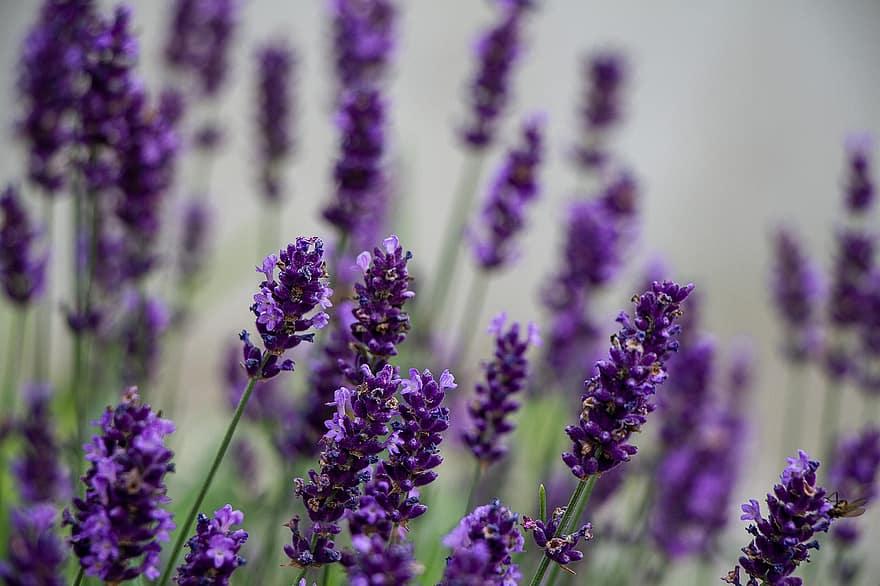 lavenders, những bông hoa, cánh đồng hoa oải hương, những bông hoa tím, hoa, hệ thực vật, chùm hoa