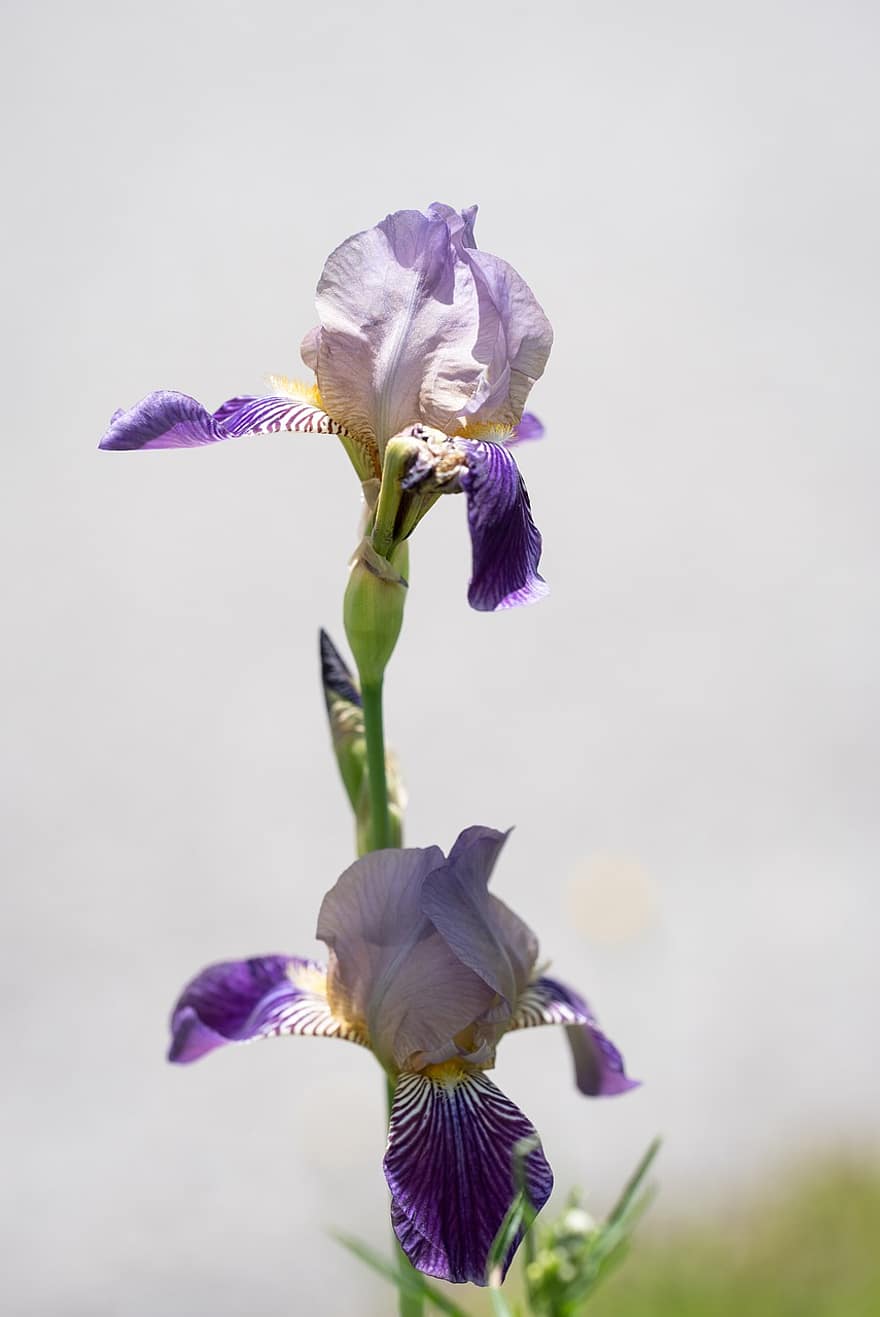 baard iris, bloemen, fabriek, iris, paarse bloemen, bloemblaadjes, bloeien, natuur, zomer