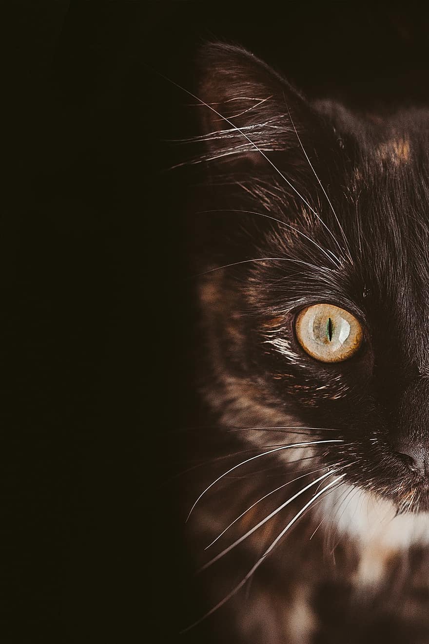 kedi, Evcil Hayvan, kedinin gözü, bıyık, yüz, portre, hayvan, kürk, sevimli, tapılası