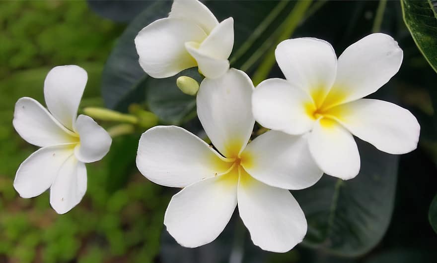 plumerias, flors, flors blanques, pètals, pètals blancs, florir, flor, flora, plantes, naturalesa, planta