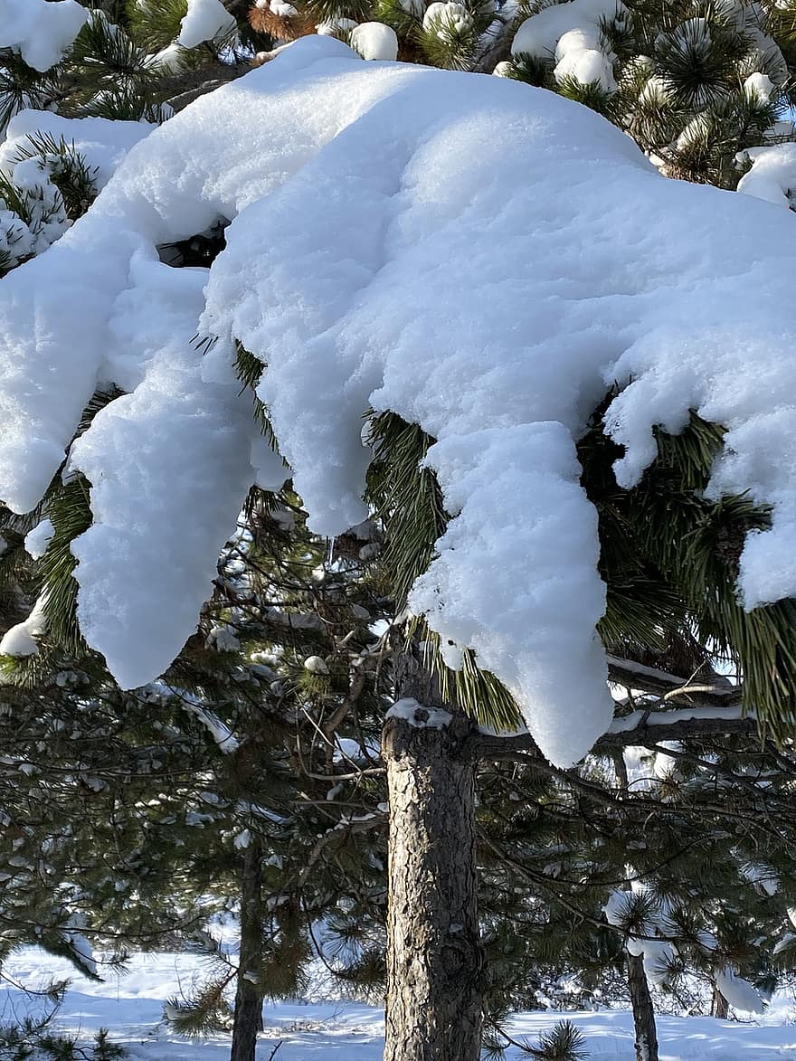 igły sosnowe, śnieg, zimowy, gałęzie, świerk, zimno, mróz, odchodzi, gałązka, gałązki, drzewo