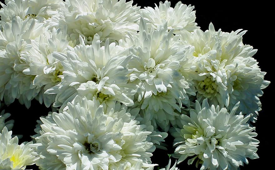 хризантемы, цветы, белые цветы, лепестки, белые лепестки, цветение, цвести, Флора, растения, крупный план, завод