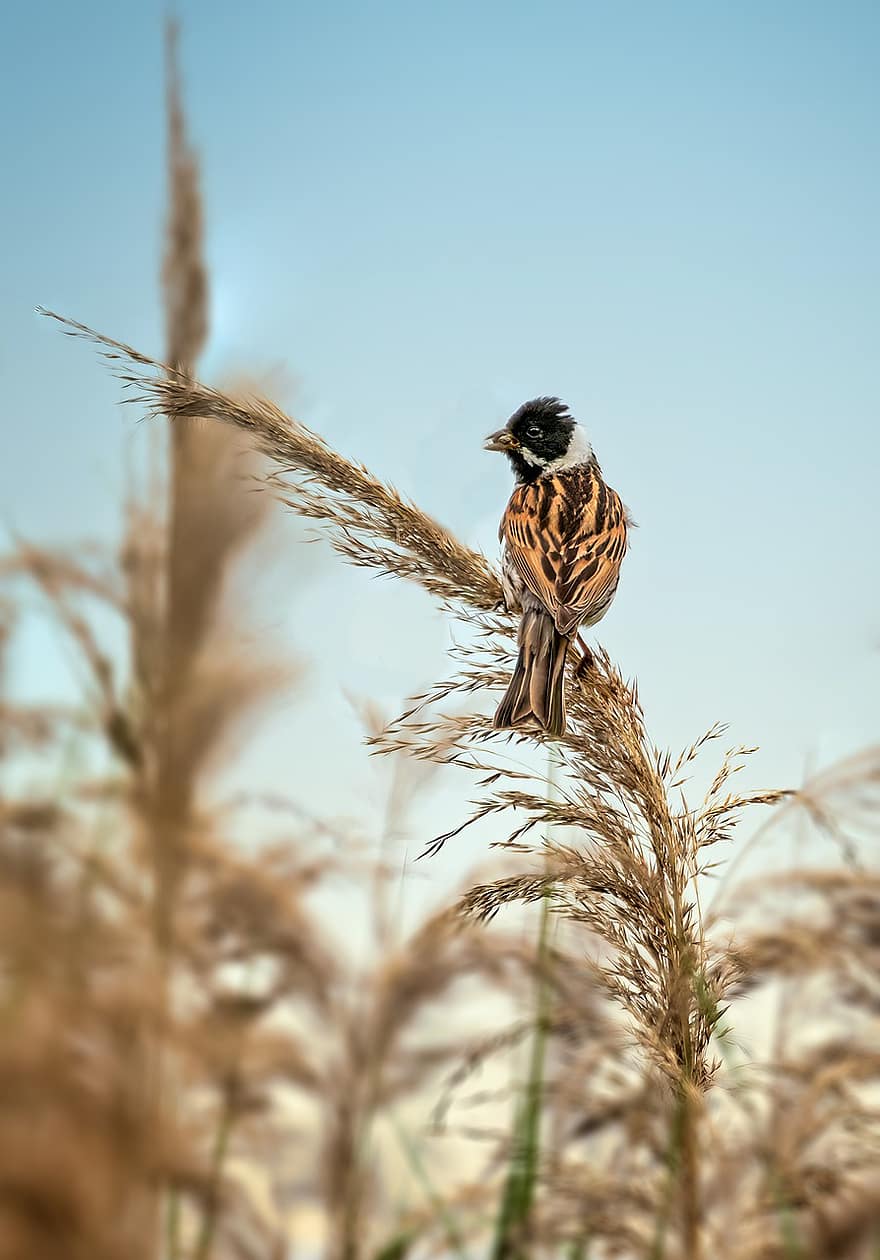 Reed Bunting, Bird, Songbird, Plumage, Nature, Perched, Wetland, Reed, Avian