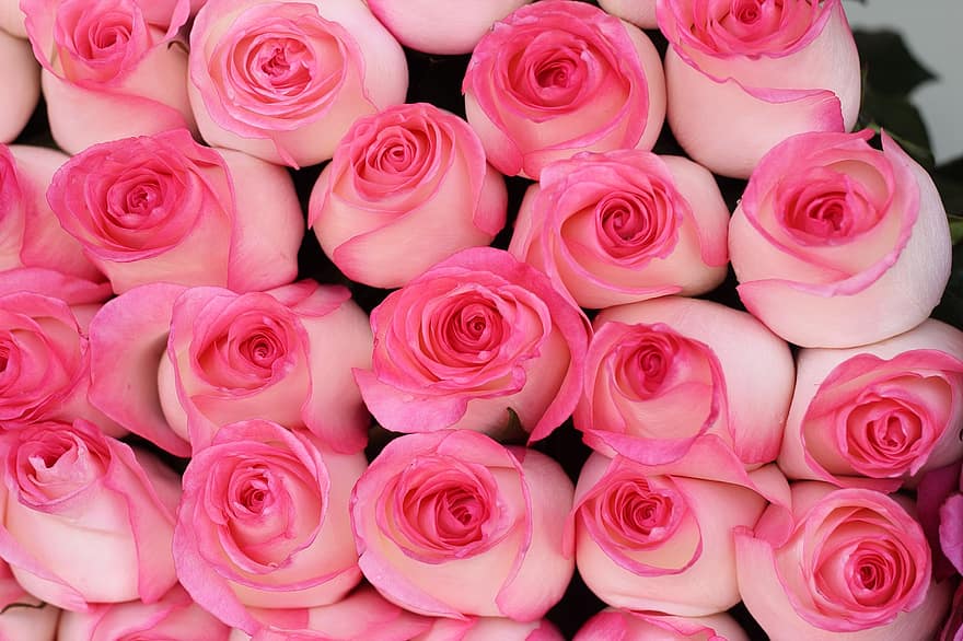 Rose, fiori, rosa fiorita, petali, petali di rosa, fioritura, fiorire, flora