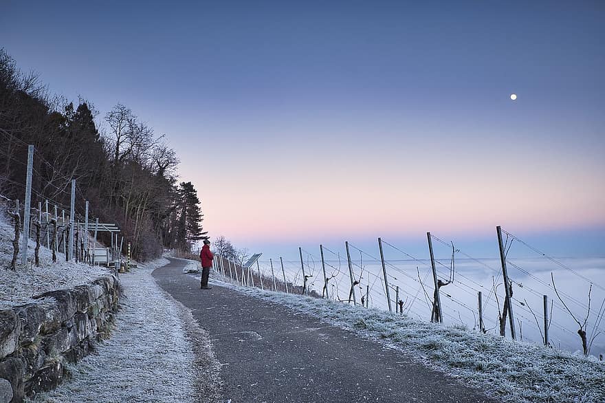 vingård, vinter-, i morgon, dimma, vinstockar, syn, väg, män, berg, solnedgång, snö