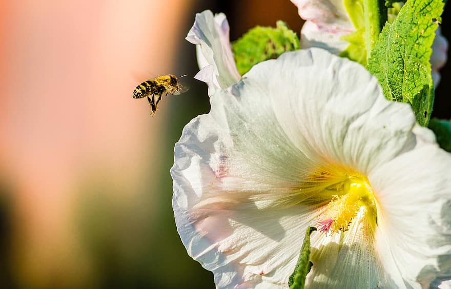 abeille, fleur, plante, trémière, mauve, été, la nature, jardin