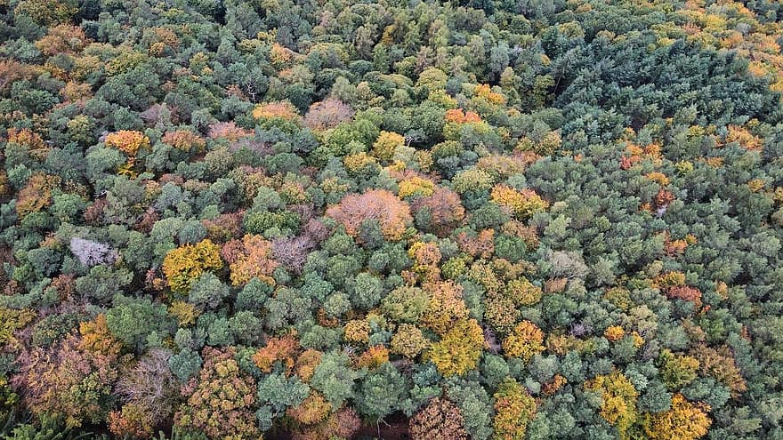 غابة ، حراثة حلقية ، الخريف