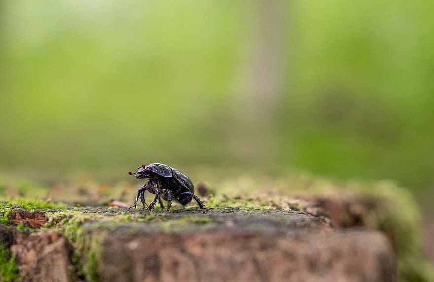 Schwarzer Käfer, Käfer, Natur, Insekt, Pest