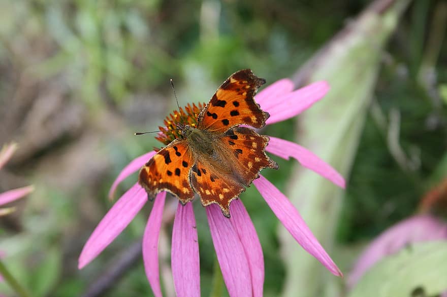 Polygonia C-album, Comma, Butterfly, Flower, Pollination, Garden, Nature, Meadow, close-up, multi colored, insect