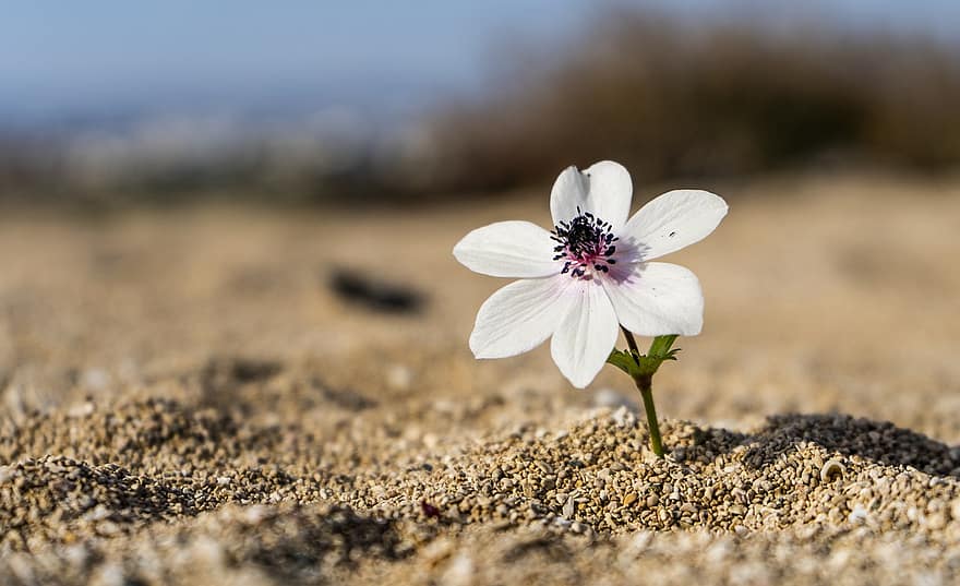 λουλούδι, λευκό, άμμος, παραλία, πέταλα, άνθος, καλλιέργεια, λευκό λουλούδι, λευκά πέταλα, άνθισμα, χλωρίδα