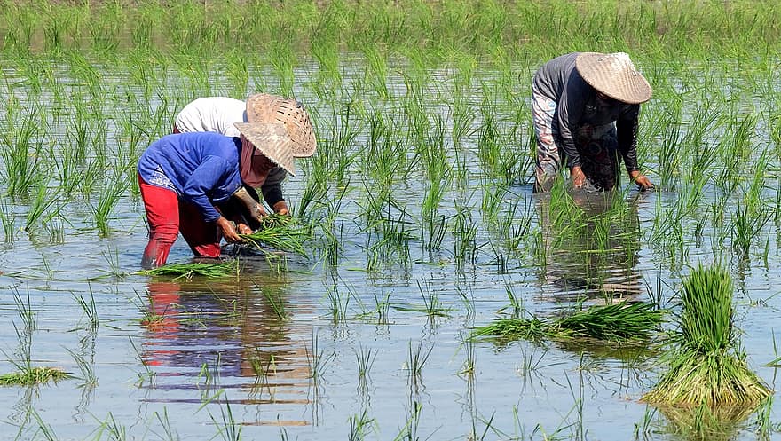 plantio de arroz, agricultores, cultura