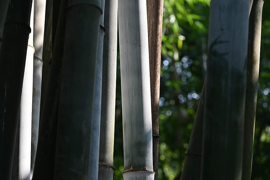 бамбук, рослини, сонячне сяйво
