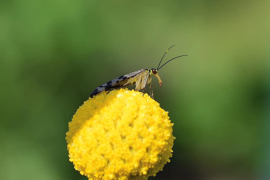 skorpion fly, gul blomst, pollinering, insekt, nærbilde, makro, blomstre, blomst, hage