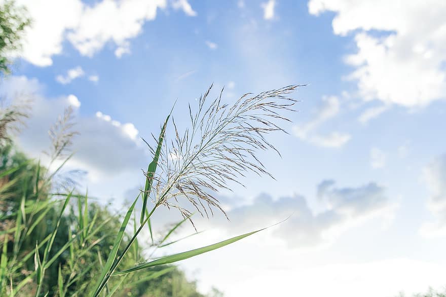 Plant, Grass, Prairie, Sky, Cloud, Natural, Ranch, Meadows, Reed, Sunny Days, Background