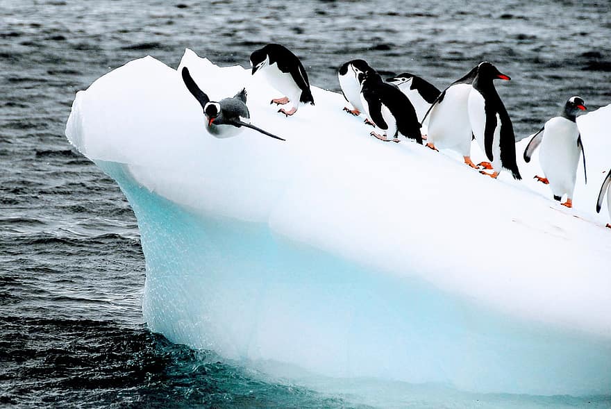 นกเพนกวิน, นก, ภูเขาน้ำแข็ง, น้ำแข็ง, หนาว, ทวิปแอนตาร์กติกา, สัตว์