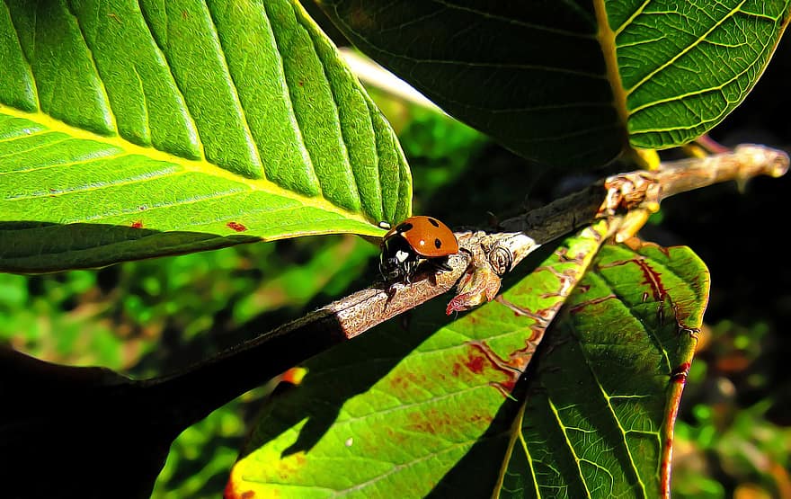 mariquita, escarabajo, planta, minúsculo, insecto, animal, hojas, rama, naturaleza