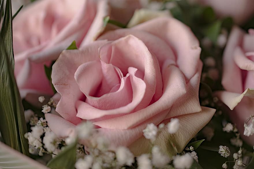 hoa hồng, những bông hoa, hoa hồng nở, cánh hoa, cánh hoa hồng, hoa, hệ thực vật, cận cảnh, bông hoa, sự tươi mát, lãng mạn