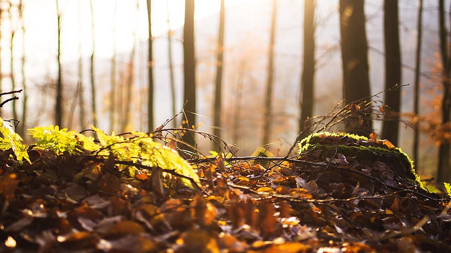 дерева, листя, гілки, ліс, осінь, осінні кольори