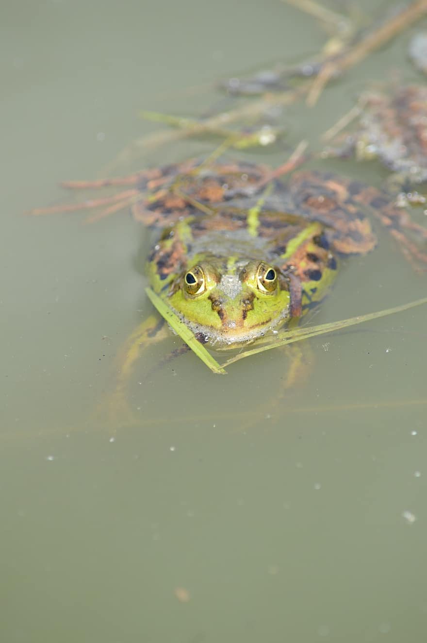 la grenouille, étang, animal, eau, les amphibiens