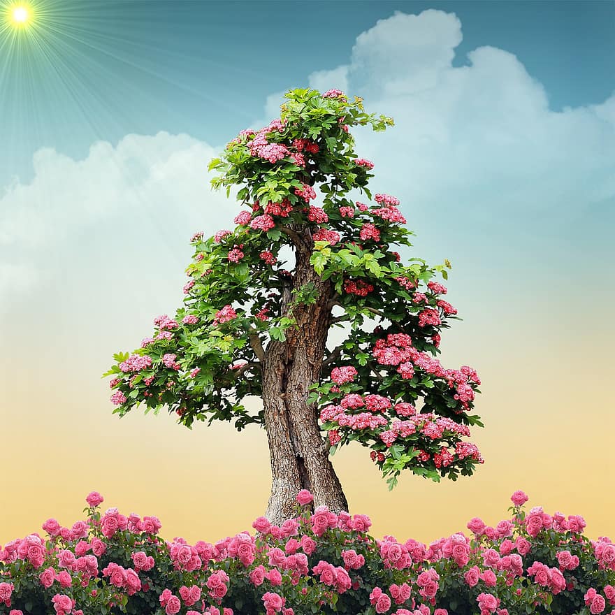 δέντρο, λουλούδια, σύννεφα, ουρανός, φύση, σε εξωτερικό χώρο, ανθίζω, καλοκαίρι, φυτό, φύλλο, λουλούδι