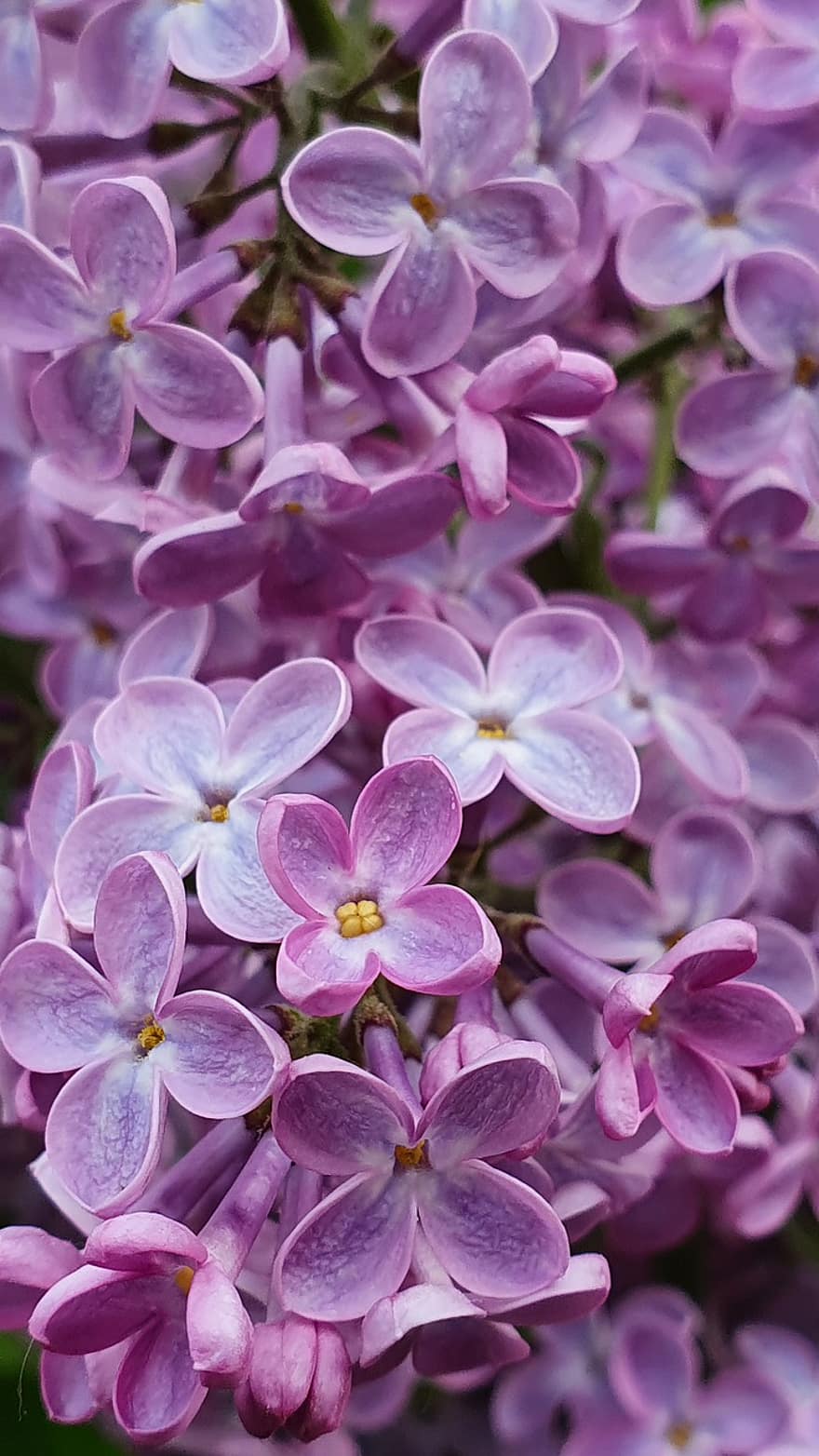 liila, lähikuva, violetti, tuoksu, kukat, kevään pensas, puu