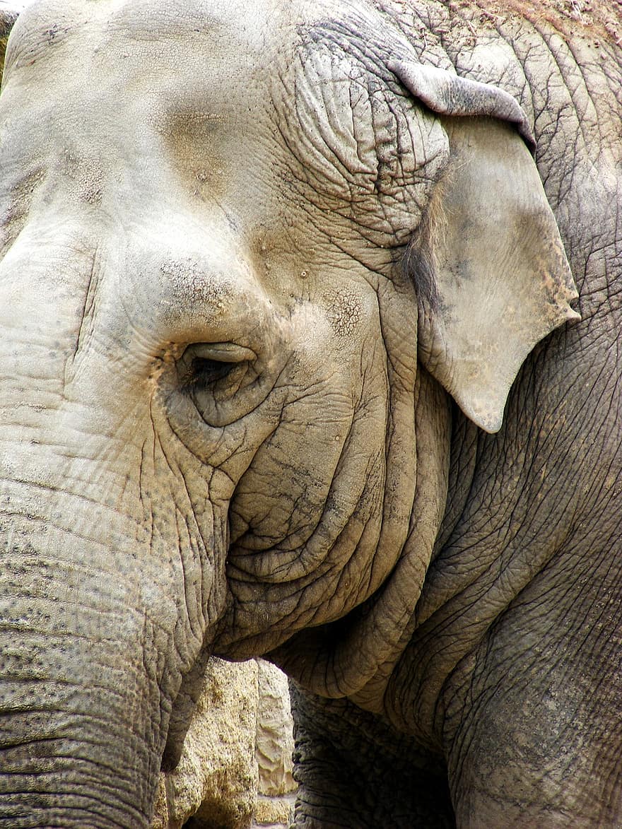 elefant, øre, bagagerum, grå, pachyderm, elefantstamme, hoved, ansigt, tæt på, stort dyr, stort pattedyr