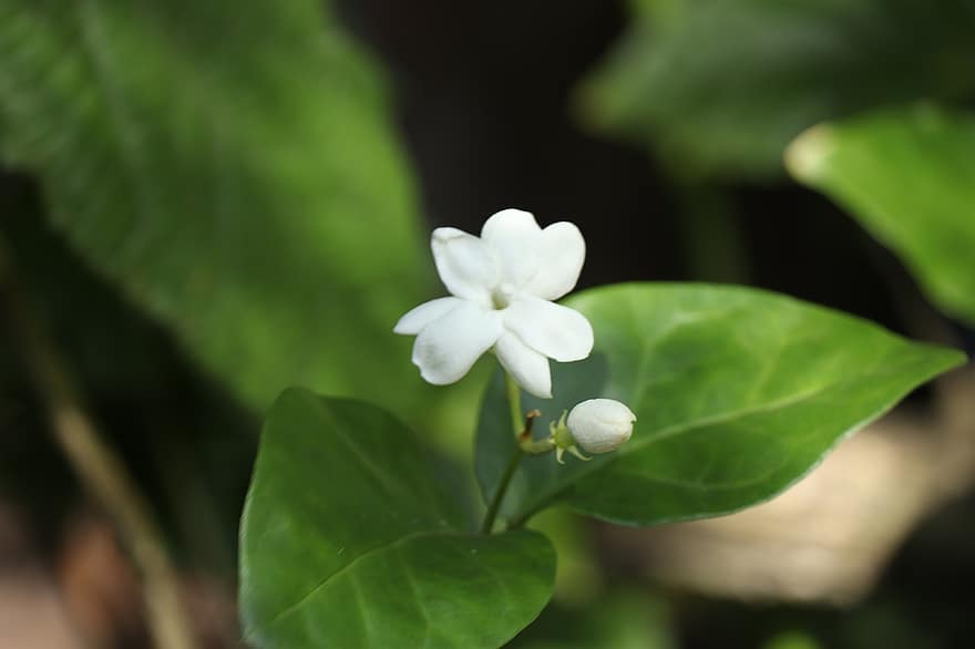 jasmin blomst, Kerala, natur, grøn, indien, udendørs