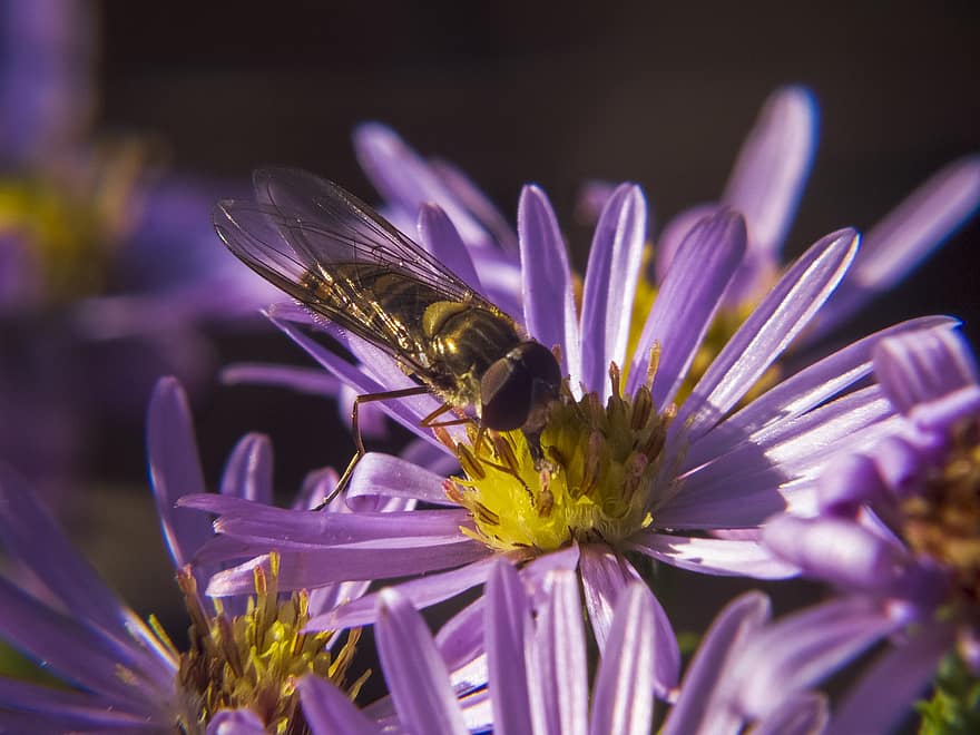 zieds, kukaiņi, bite, lapsene, makro