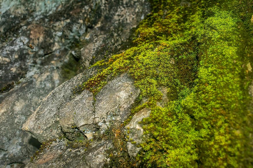 Moss, Rock, Texture, Plants, Green, Limestone, Nature