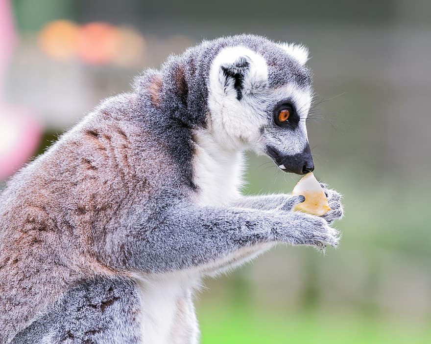 lemur, zvíře, volně žijících živočichů, lemur lemovaný, lemur catta, savec, primát, ohrožené druhy, fauna, divočina, džungle