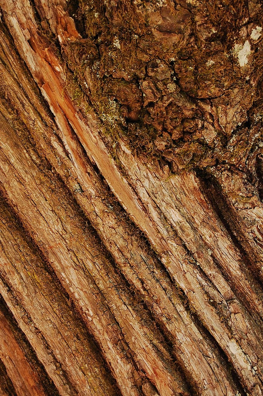 træstamme, bark, struktur, træ, makro