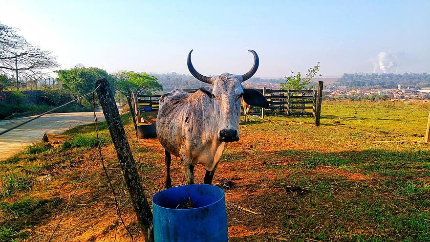 The Boi On The Site, Brazil, 2019, Boi, Site, Bull, Horns, Farm