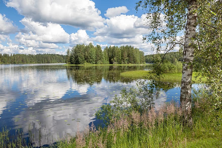 ežeras, miškas, medžiai, beržų, pobūdį, Suomija, vasara, kraštovaizdį, medis, mėlyna, vanduo