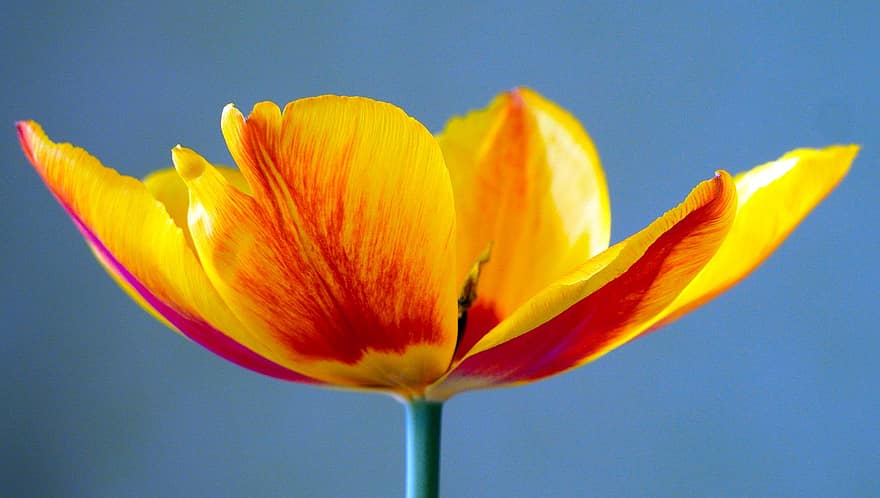 tulipán, květ, rostlina, okvětní lístky, jaro, flóra, Příroda