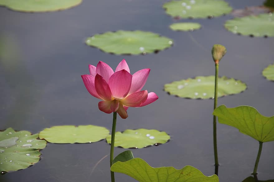 Lotus, Flower, Plant, Petals, Pink Flower, Water Lily, Lily Pads, Aquatic Plant, Flora, Bloom, Blossom