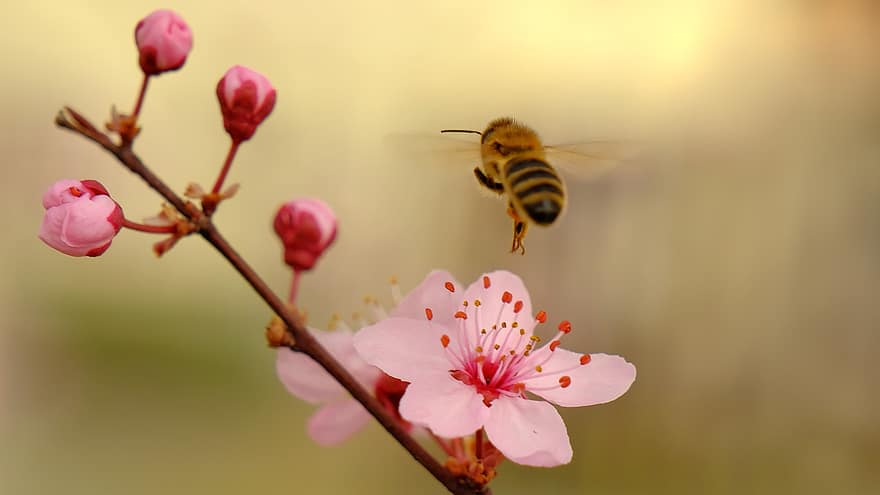 hd tapetes, dabas tapetes, medus bite, rozā ziedi, apputeksnēšana, ziedi, pavasarī, zied, raksturs, zieds, tuvplāns