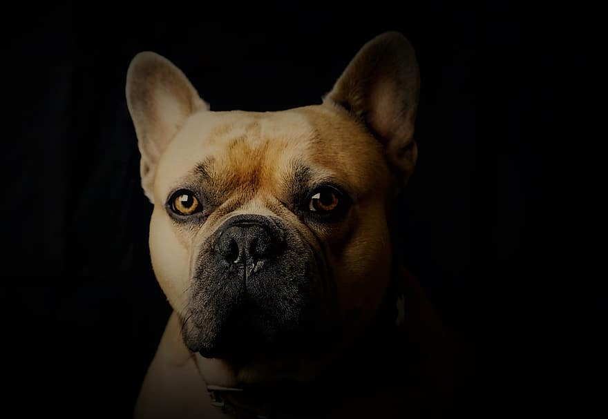 buldog francez, câine, portret, Fundal negru, portret de animale, față, ochi, nas, urechi, bej, blană