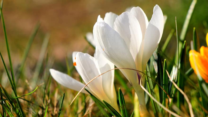 クロッカス、フラワーズ、白い花、花びら、白い花びら、春の花、自然、花、咲く、フローラ、春